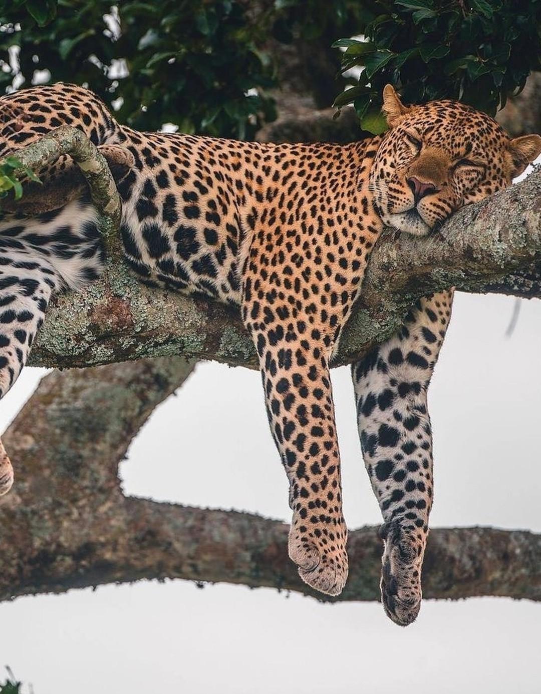 Рекорды и факты каждый день!