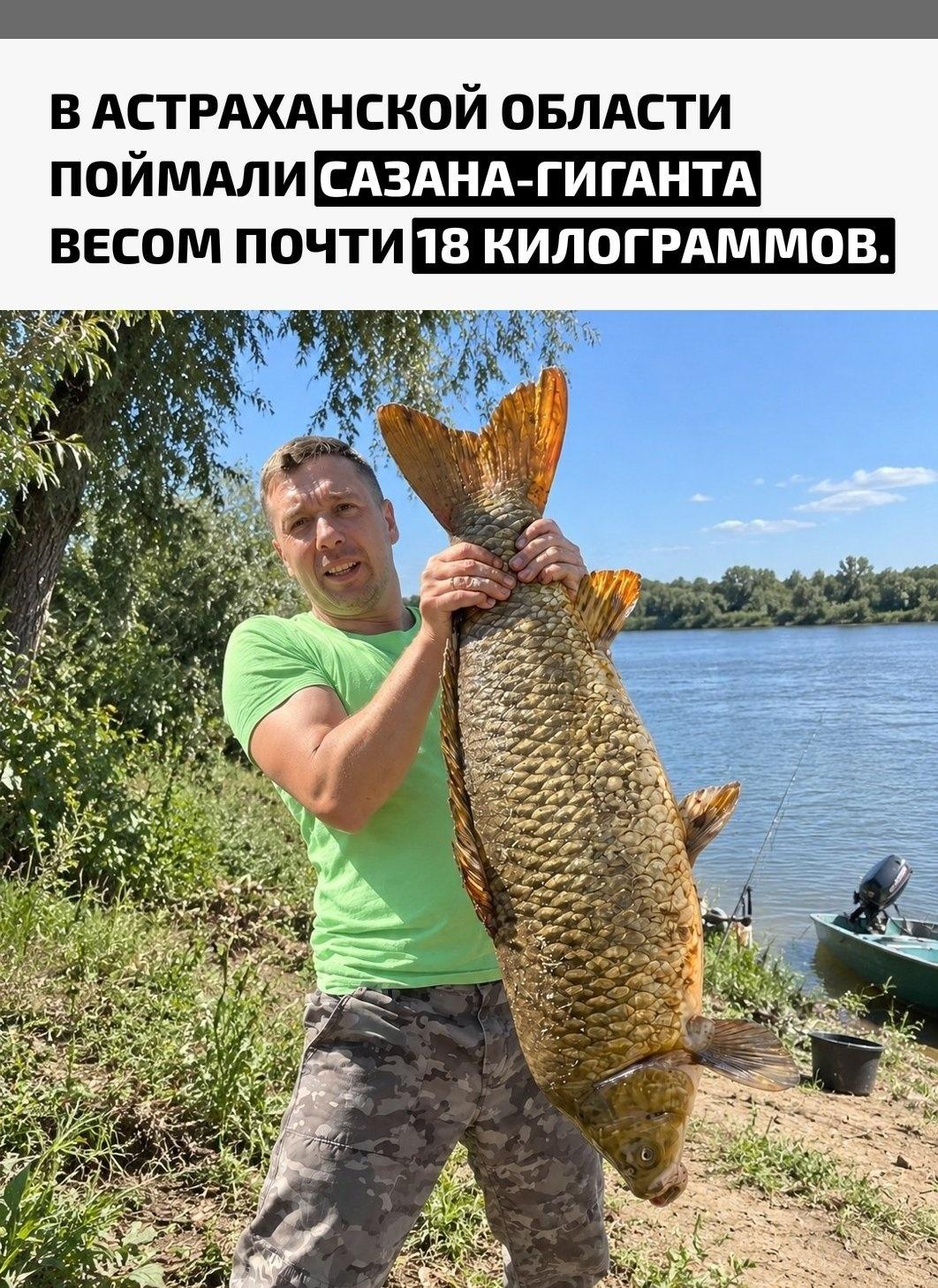 Редкий трофей достался рыбаку у села Сокрутовка на Ахтубе. На фоне рассказов местных жителей о том, что крупная рыба в последние годы встречается всё реже, такой экземпляр стал настоящей сенсацией.