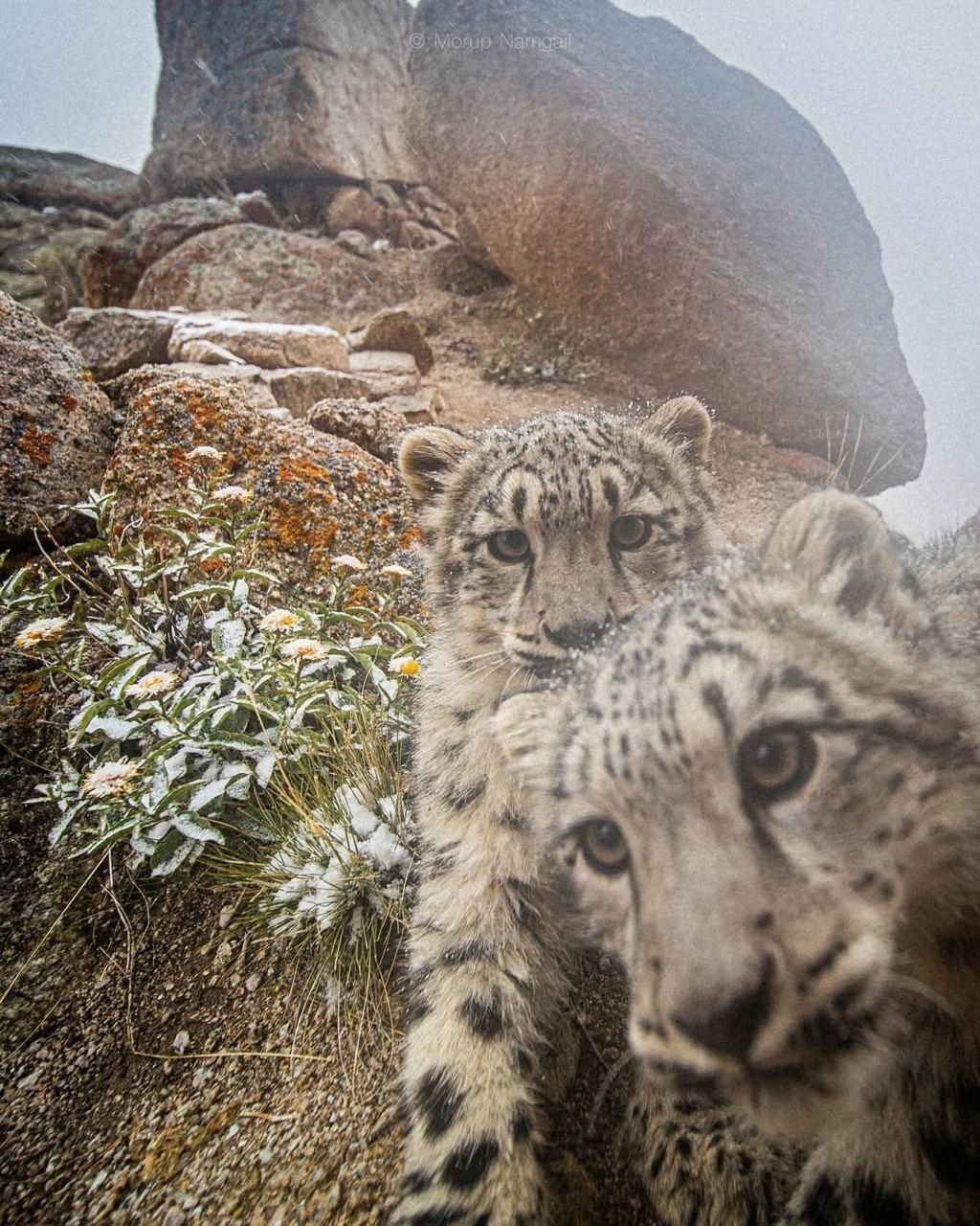 Два четырёхмесячных барсёнка попали в фотоловушку фотографа Морупа Намгайла.
