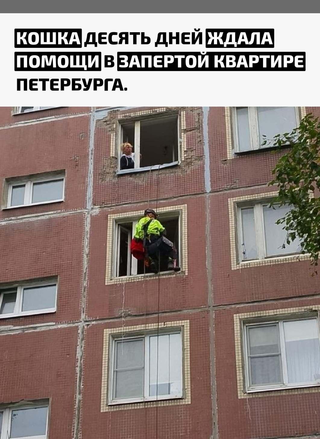На проспекте Ударников пожилая женщина оказалась в тяжёлом состоянии и позже умерла в больнице, а дома совершенно одна осталась её кошка Куся. Родственников, которые могли бы открыть квартиру и забрать животное, у хозяйки не оказалось.