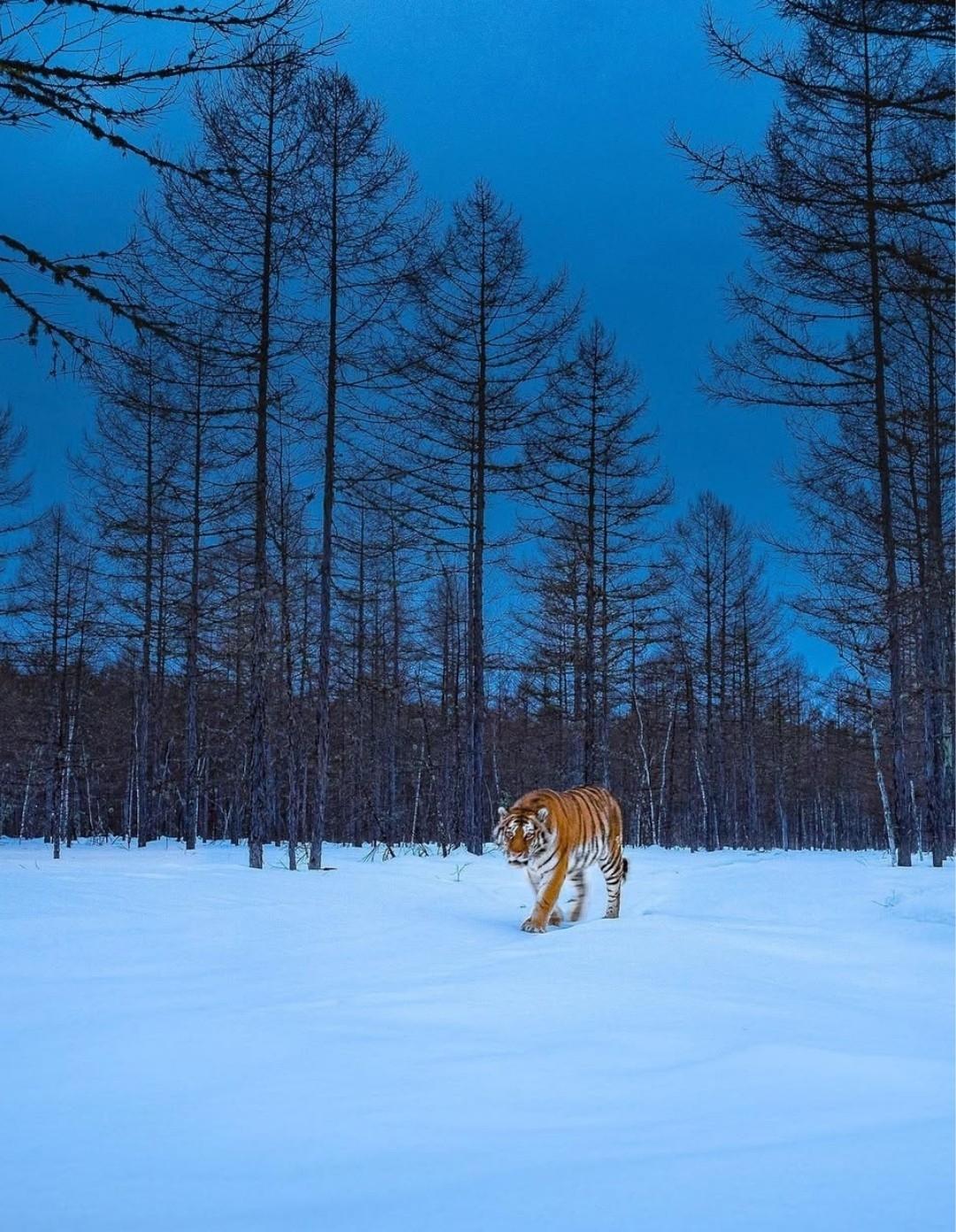 Сибирские тигры прекрасно приспособлены к жизни в холоде — это настоящие мастера зимнего выживания.