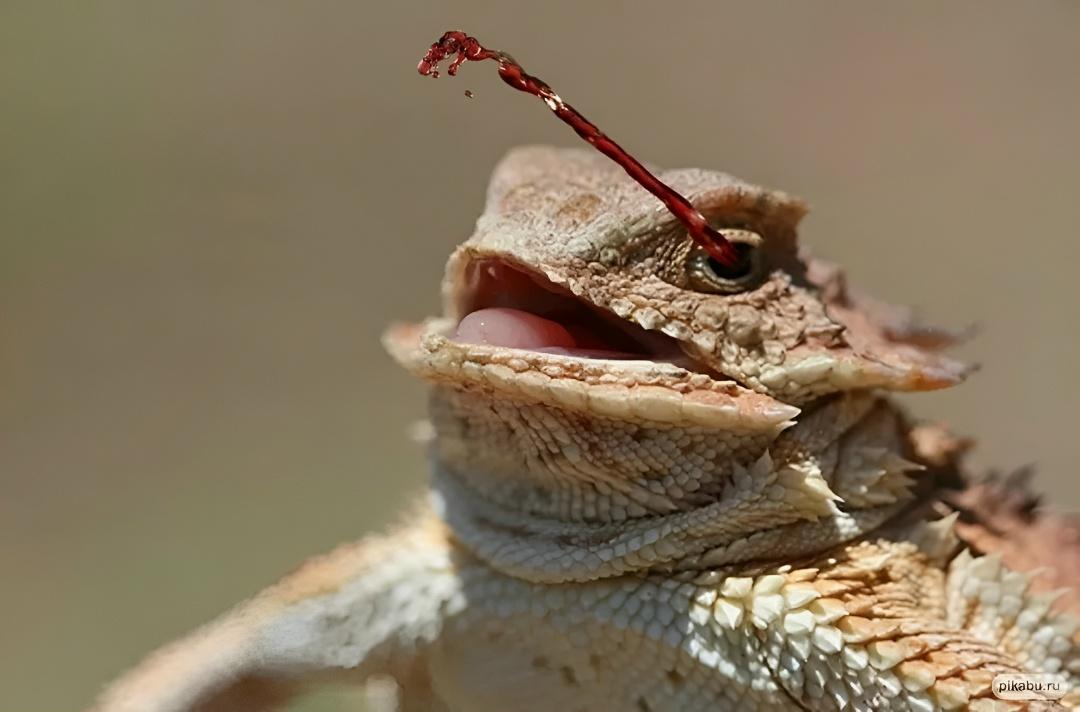 Рекорды и факты каждый день!