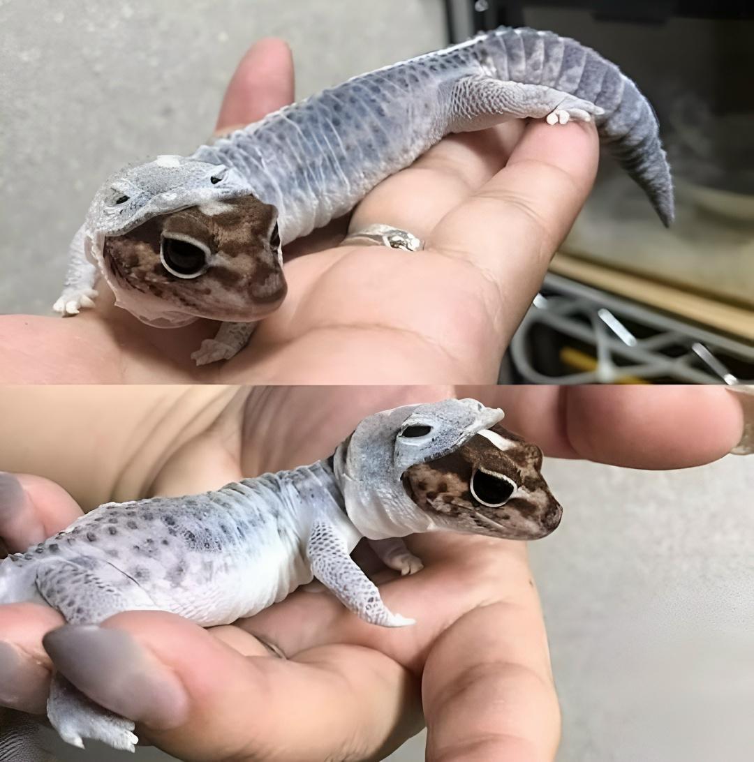 Рекорды и факты каждый день!