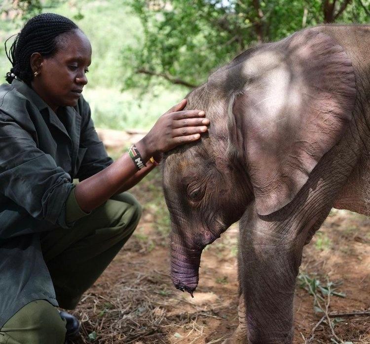 Гиены отгрызли слонёнку хобот, но он смог сбежать. Малыш добрался до деревни и упал там в колодец, где его и нашли.