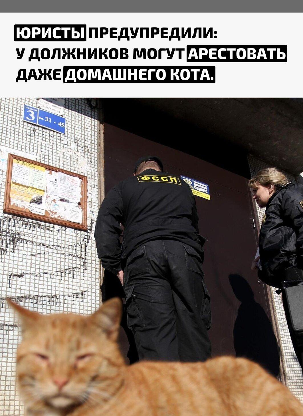 По закону питомцы считаются имуществом, поэтому судебные приставы вправе их описывать. Риск особенно высок, если животное породистое и его стоимость превышает 10 тысяч рублей.