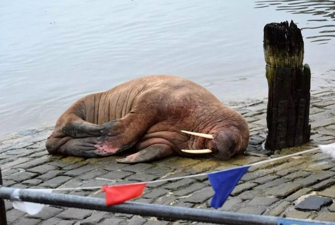 Власти отменили праздничный салют, чтобы не потревожить моржа.