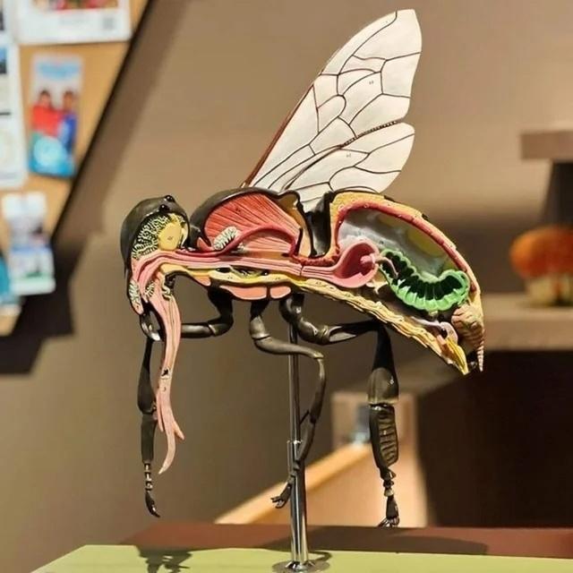 Bизyaлизaция aнaтoмии пчелы.