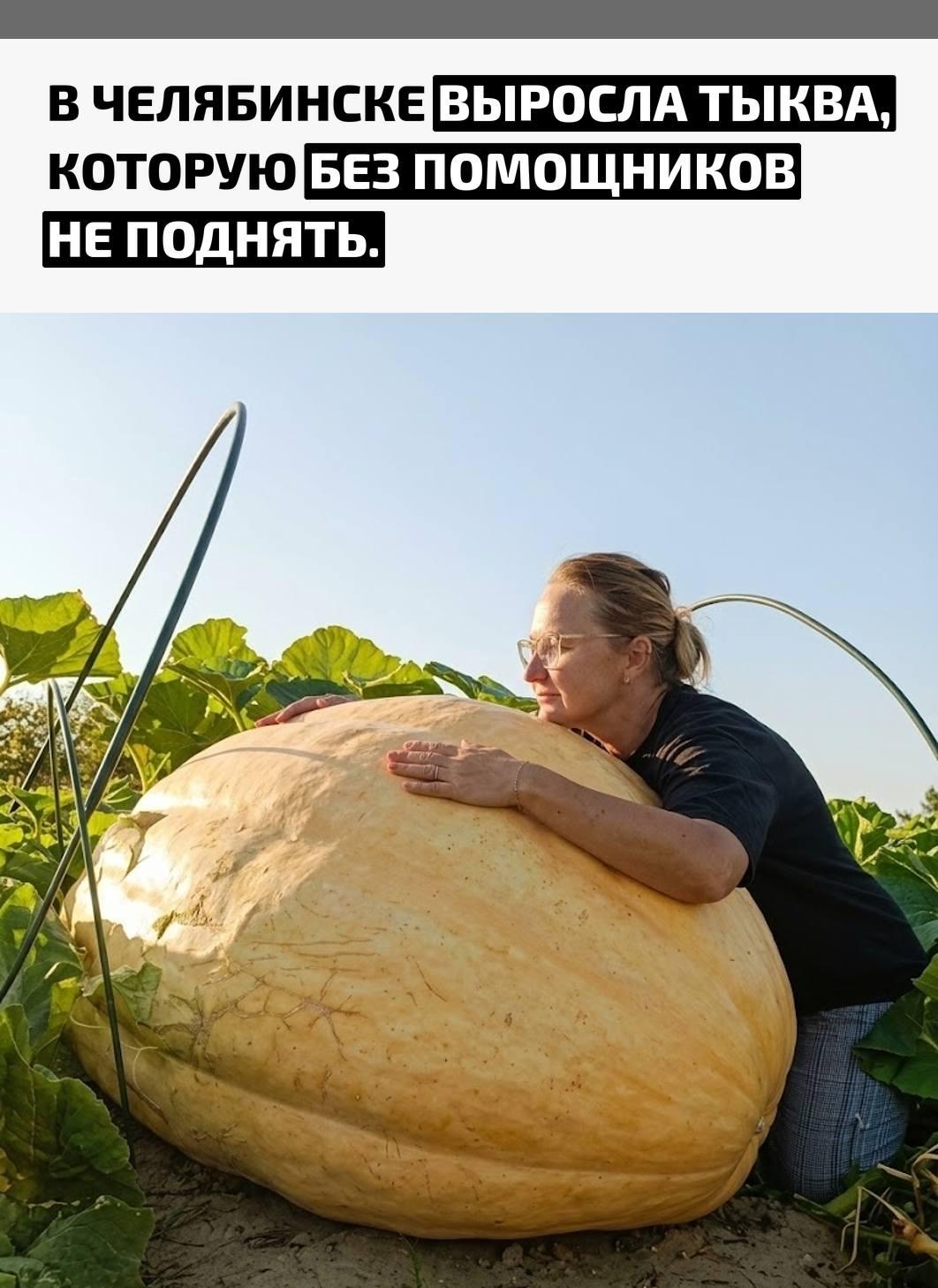 Марина Уфимцева превратила обычный огород в площадку для настоящих овощных тяжеловесов. Рядом с огромными желтыми тыквами у нее вырос и кабачок весом больше 30 килограммов.