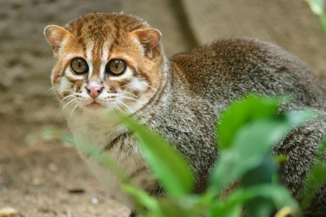 Редчайшую плоскоголовую кошку обнаружили в Таиланде впервые за 30 лет: «Кошка уже давно считалась исчезнувшей, однако спустя три десятка лет ее вновь обнаружили.