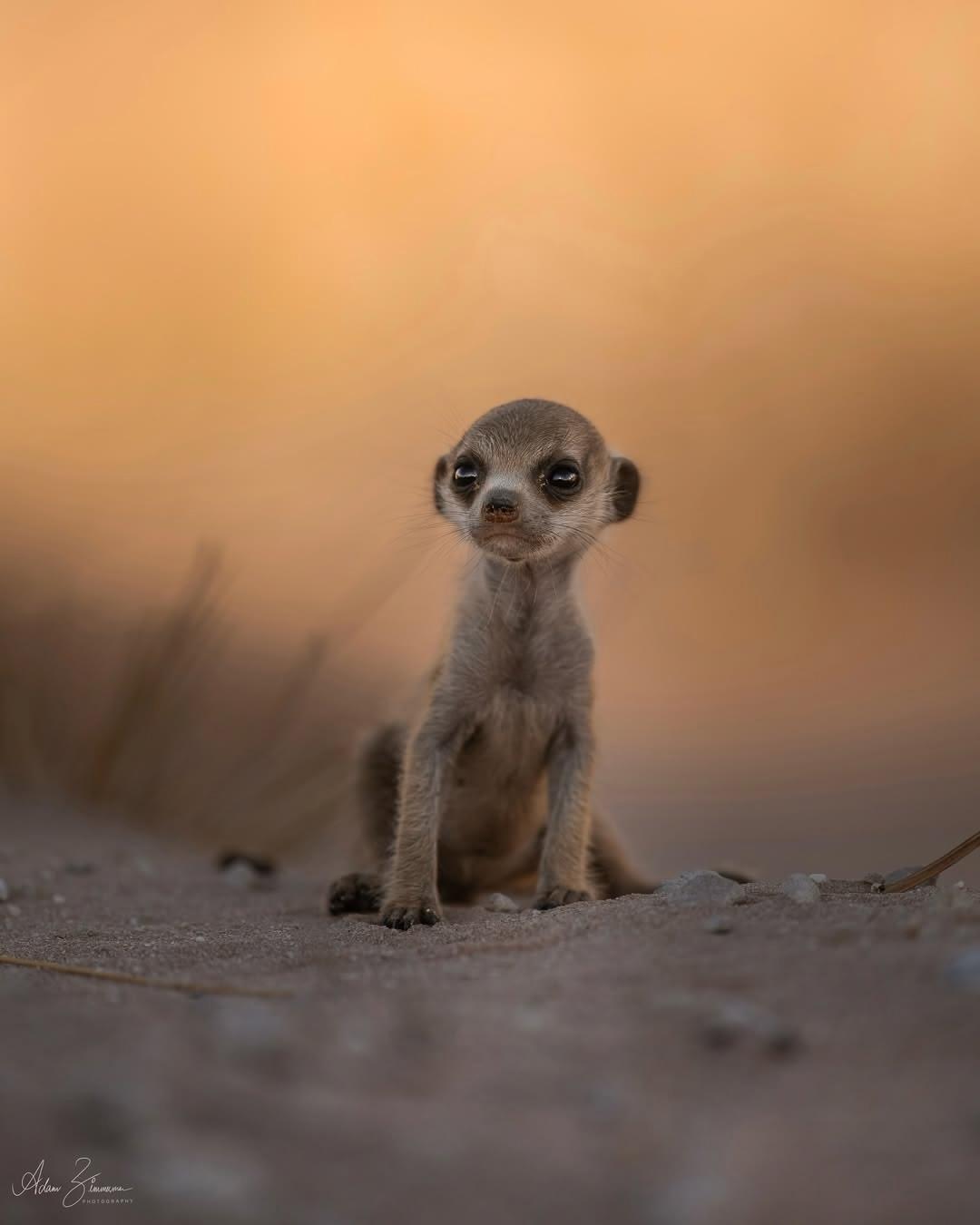 У cypикaтoв мaлышня — oбщee дeлo.