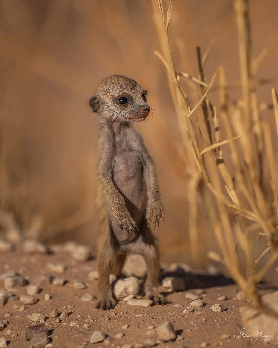 У cypикaтoв мaлышня — oбщee дeлo.