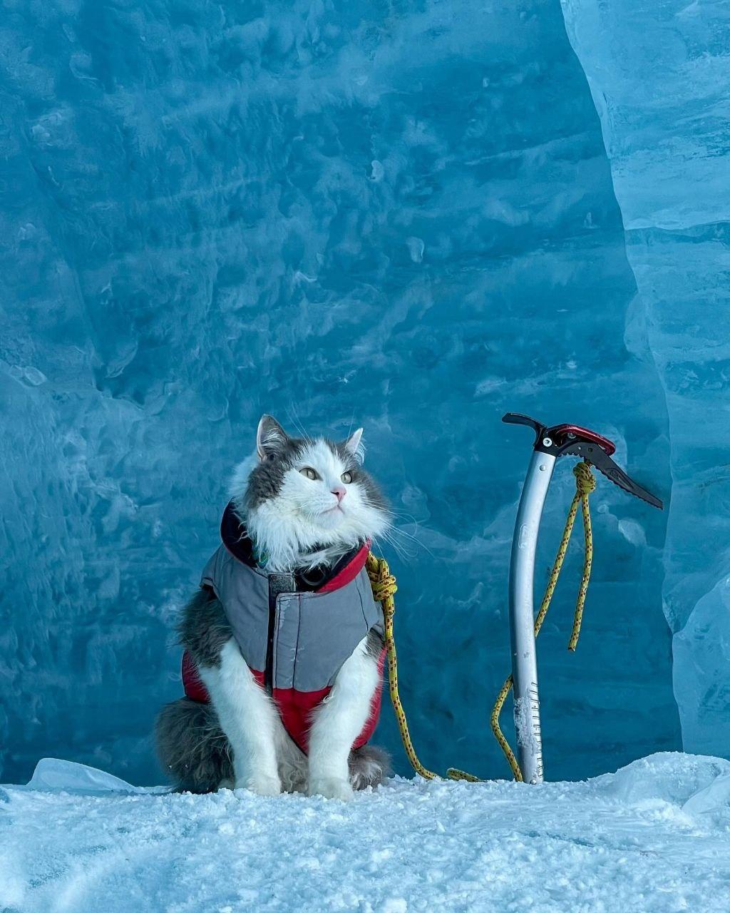 Этот кот по кличке Гэри путешествует по Канаде вместе со своим хозяином