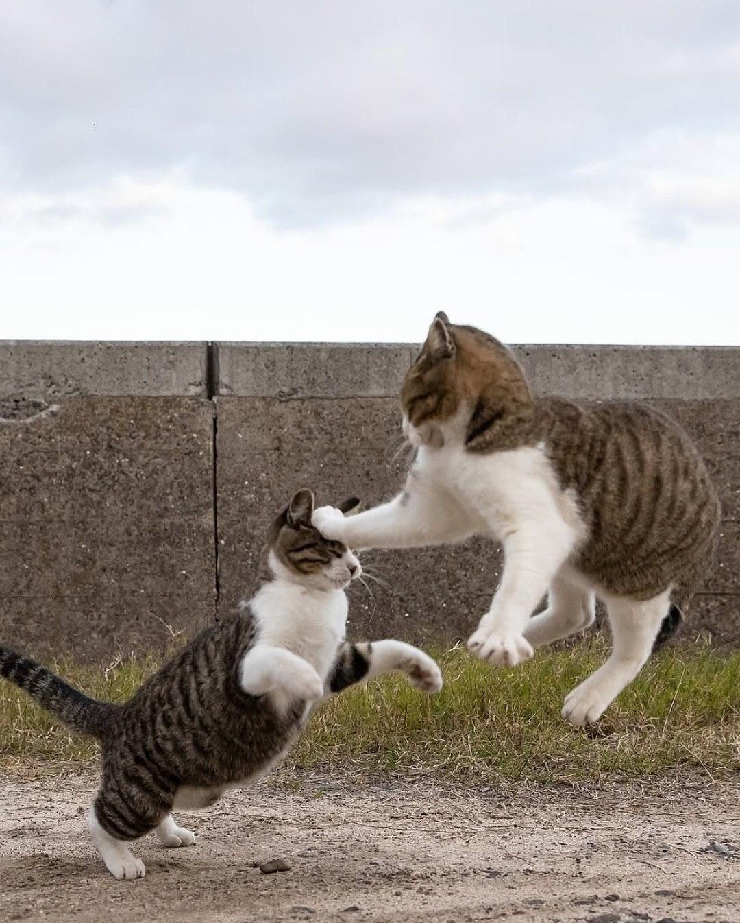 Японский фотограф Масаюки Оки много лет наблюдает за уличными котами Токио — и превращает их будни в маленькие шедевры.