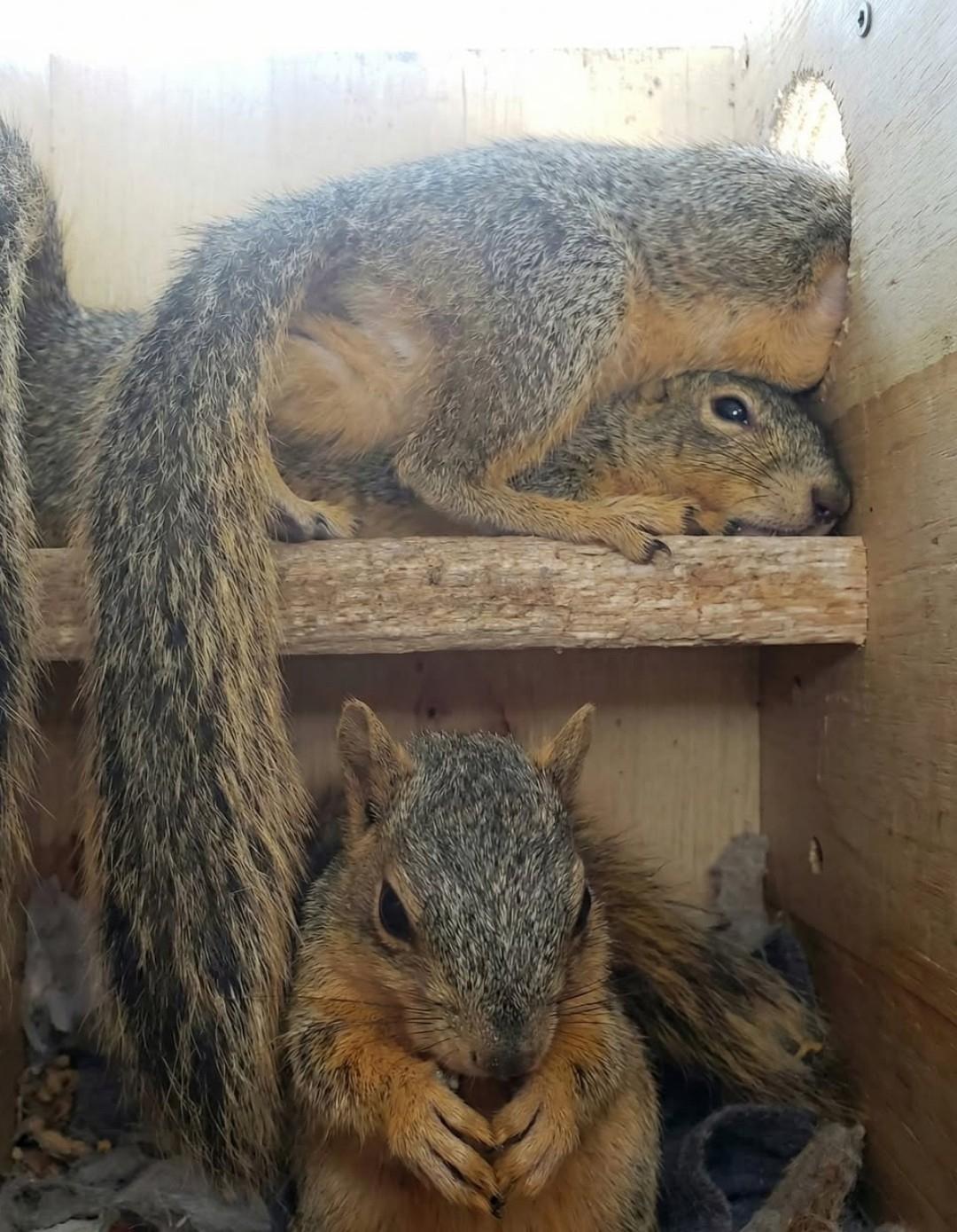Не знаю, что вы ожидали сегодня увидеть в ленте, но вот — белки в своём домике, в те редкие моменты, когда никто на них не смотрит и можно просто быть собой.