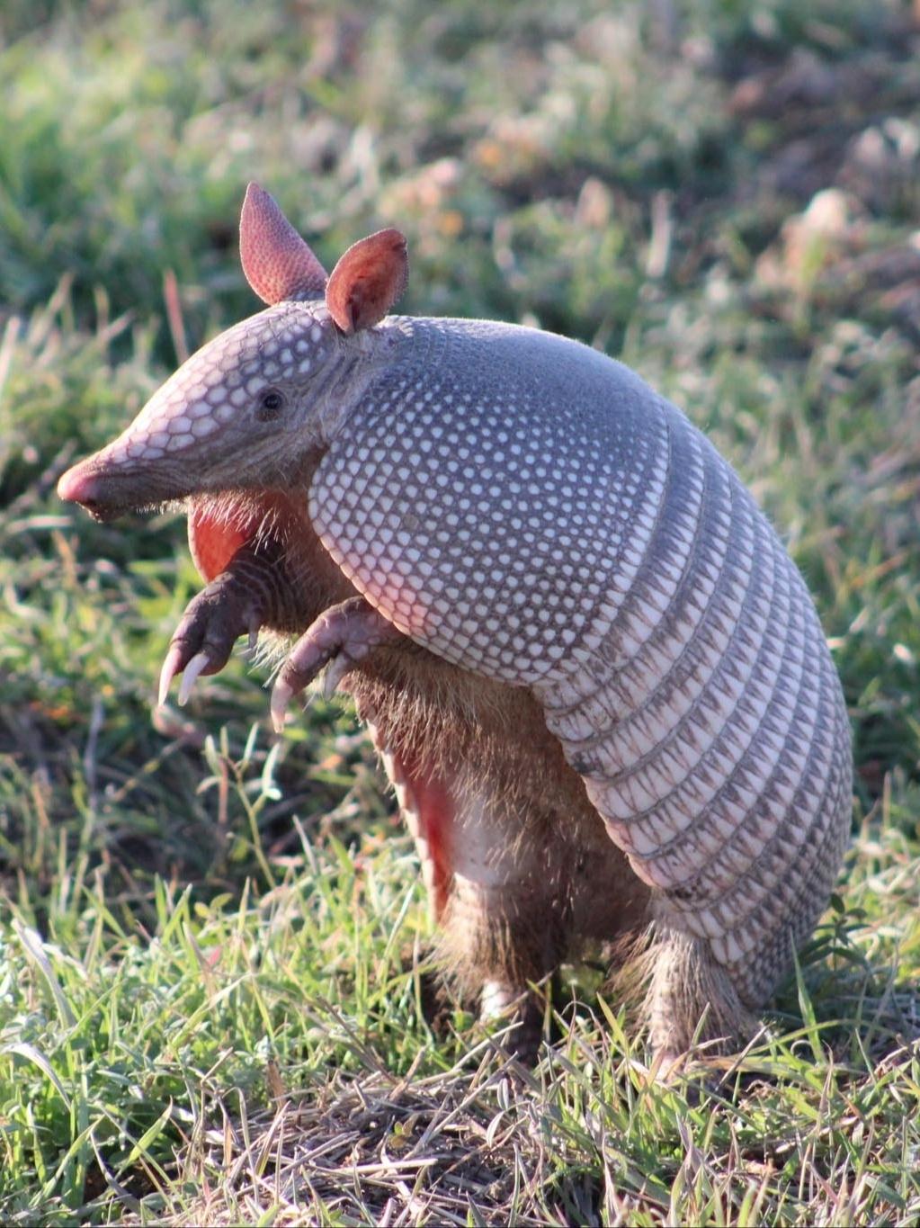 До сих пор сложно поверить, что на планете существует броненосец.
