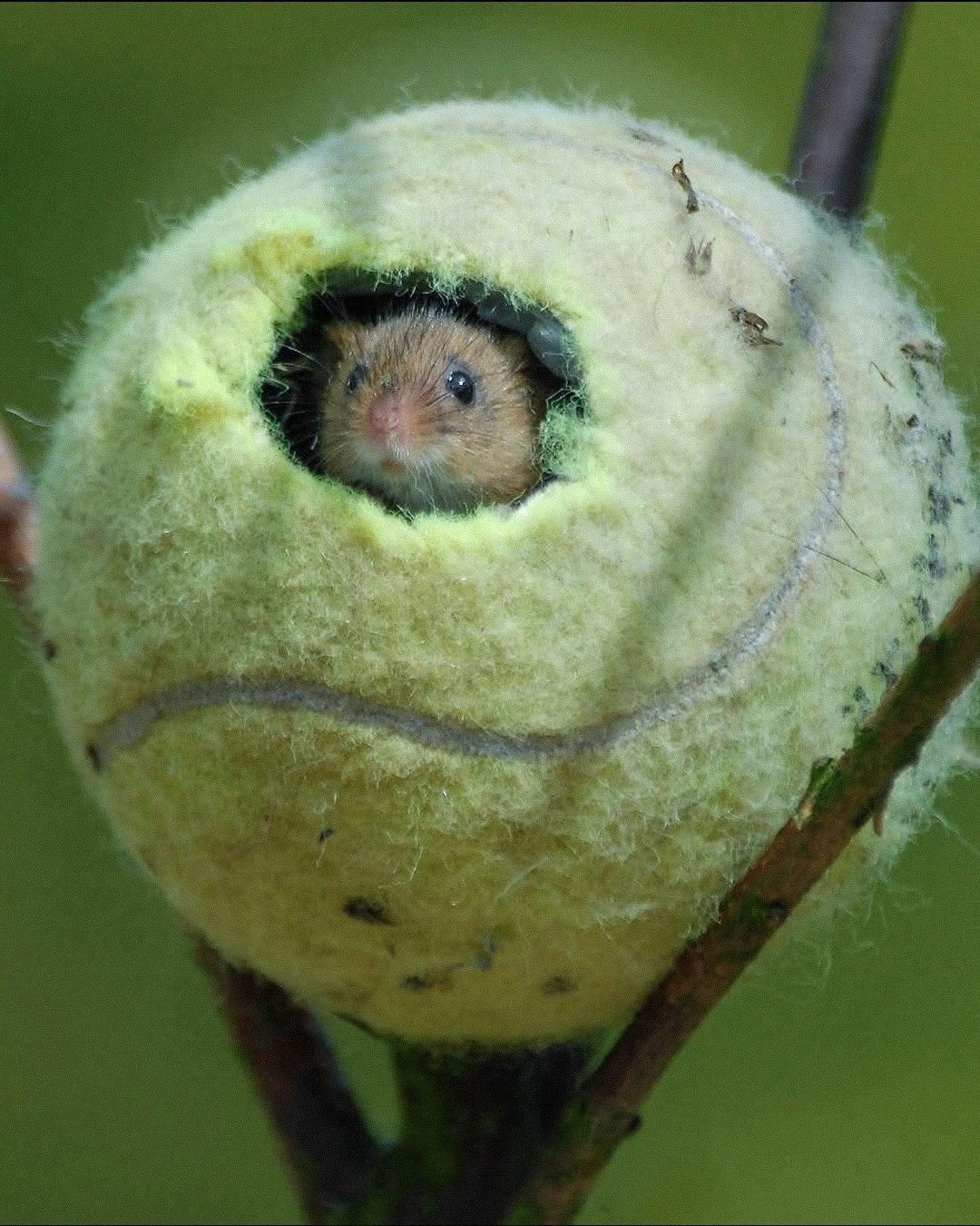 Каждое лето на Уимблдоне лучшие теннисисты мира используют около 55 тысяч мячей. Но после финального свистка их история не заканчивается.