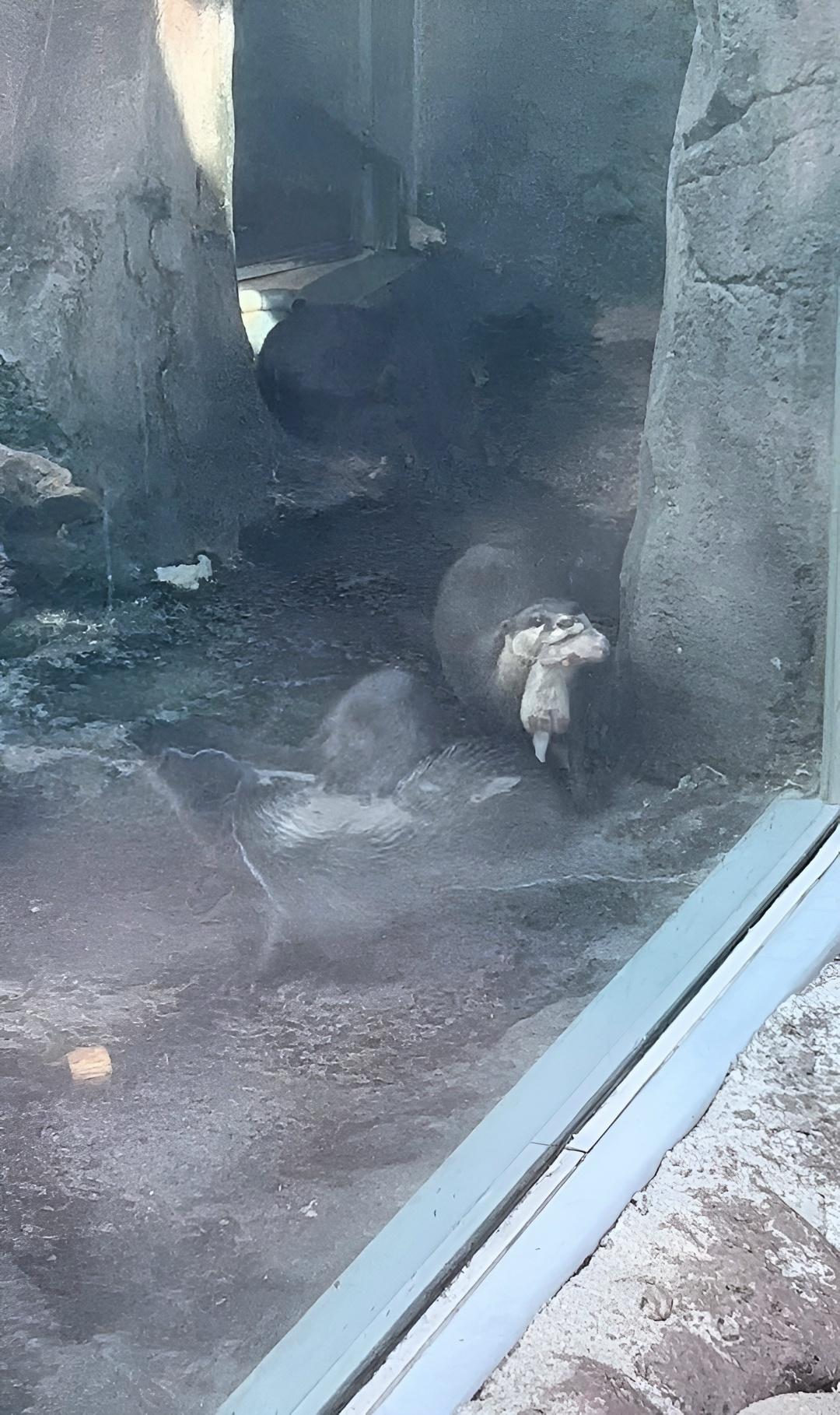 В японском зоопарке мама-выдра показывала людям своего новорождённого детёныша, а её партнёр решил не отставать и показал свой кусок трубы