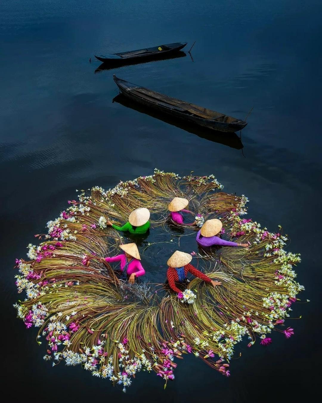 Во Вьетнаме собирают водяные лилии — утончённые, почти сказочные цветы, которые местные жители ловко собирают прямо с лодок.