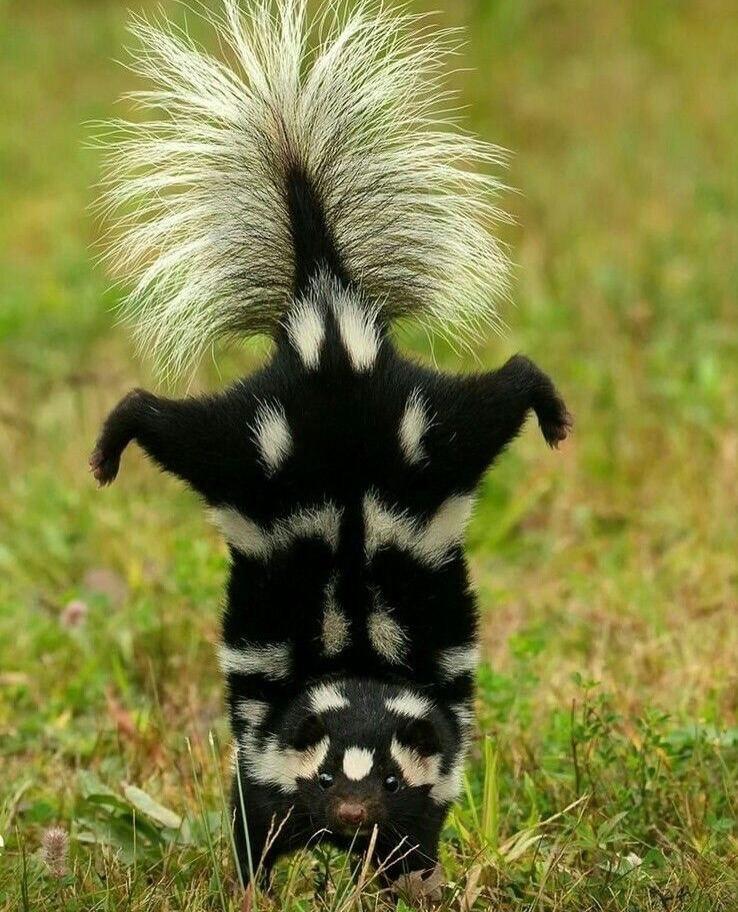 А вы знали, что когда скунс встаёт на передние лапы — это вовсе не позирование, а чёткий сигнал тревоги?